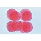 Embryologie de l&rsquo;oursin de mer (Psammechinus miliaris) - Portugais, 1003946 [W13026P], Lames microscopiques Portugais (Small)