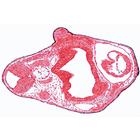 Эмбриология лягушки (Rana). На немецком языке, 1003948 [W13027], Немецкий (Small)
