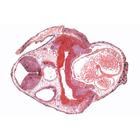 Frog Embryology (Rana) - German Slides, 1003948 [W13027], German (Small)