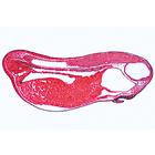 Frog Embryology (Rana) - Portuguese Slides, 1003950 [W13027P], Portuguese (Small)