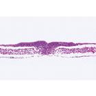 Embryologie du poulet (Gallus domesticus) - Allemand, 1003952 [W13028], Préparations microscopiques LIEDER