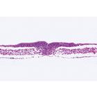 Chicken Embryology (Gallus domesticus) - French, 1003953 [W13028F], Microscope Slides LIEDER