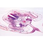 Chicken Embryology (Gallus domesticus) - French, 1003953 [W13028F], French (Small)