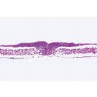 Embryologie du poulet (Gallus domesticus) - Portugais, 1003954 [W13028P], Préparations microscopiques LIEDER