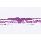 Embryologie du poulet (Gallus domesticus) - Portugais, 1003954 [W13028P], Lames microscopiques Portugais (Small)
