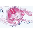 Embryologie du poulet (Gallus domesticus) - Portugais, 1003954 [W13028P], Lames microscopiques Portugais (Small)