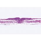 Embryologie du poulet (Gallus domesticus) - Espagnol, 1003955 [W13028S], Lames microscopiques Espagnol (Small)