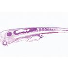 Embryologie du poulet (Gallus domesticus) - Espagnol, 1003955 [W13028S], Lames microscopiques Espagnol (Small)