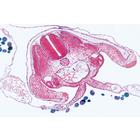 Embryologie du poulet (Gallus domesticus) - Espagnol, 1003955 [W13028S], Lames microscopiques Espagnol (Small)