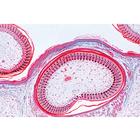 Embryologie du poulet (Gallus domesticus) - Espagnol, 1003955 [W13028S], Lames microscopiques Espagnol (Small)