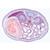 Embryologie du porc (Sus scrofa) - Allemand, 1003956 [W13029], Lames microscopiques Allemand (Small)