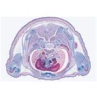 Embryologie du porc (Sus scrofa). Fransızca (10'lu), 1003957 [W13029F], Fransizca (Small)