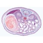Pig Embryology (Sus scrofa) - French, 1003957 [W13029F], French (Small)