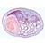 Embriología del Cerdo (Sus scrofa) - francés, 1003957 [W13029F], Micropreparados LIEDER (Small)