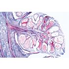 Pig Embryology (Sus scrofa) - French, 1003957 [W13029F], French (Small)