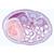 Pig Embryology (Sus scrofa) - Portuguese Slides, 1003958 [W13029P], 显微镜载玻片 (Small)
