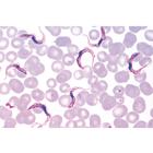 Protozoa - English Slides, 1003960 [W13030], 영어 (Small)