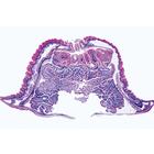 Coelenterata and Porifera - English Slides, 1003961 [W13031], 영어 (Small)