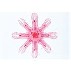Coelenterata and Porifera - English Slides, 1003961 [W13031], 영어 (Small)