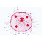 Coelenterata and Porifera - English Slides, 1003961 [W13031], 영어 (Small)