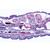 蠕虫类（蠕虫）, 1003962 [W13032], 显微镜载玻片 (Small)