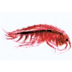 Crustacea - English Slides, 1003963 [W13033], 영어 (Small)