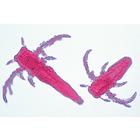 Crustacea - English Slides, 1003963 [W13033], 영어 (Small)