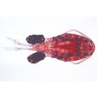 Crustacea - English Slides, 1003963 [W13033], 영어 (Small)