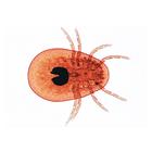 Arachnides et myriapodes - Anglais, 1003964 [W13034], Préparations microscopiques LIEDER