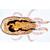 Arachnides et myriapodes - Anglais, 1003964 [W13034], Lames microscopiques Anglais (Small)