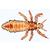 Микропрепараты «Насекомые», Insecta, на английскийском языке, 1003965 [W13035], Английский (Small)