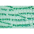 苔藓植物门（苔类和藓类植物）, 1003972 [W13043], 显微镜载玻片