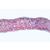 Angiospermae I. Açık Tohumlular, İngilizce (15'li), 1003974 [W13045], Mikroskop Kaydırıcılar LIEDER (Small)