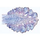 Gimnospermas - ingl&eacute;s, 1003974 [W13045], Ingl&eacute;s (Small)