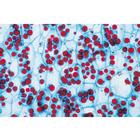 Angiospermae II. Cells and Tissues - English Slides, 1003975 [W13046], 영어 (Small)