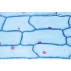 Angiospermae II. Cells and Tissues - English Slides, 1003975 [W13046], 영어 (Small)