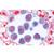 Fanerogame II. Cellule e tessuti - Inglese, 1003975 [W13046], Micropreparati LIEDER (Small)