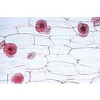 Angiospermae II. Cells and Tissues - English Slides, 1003975 [W13046], 영어 (Small)