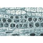 Angiospermae II. Cells and Tissues - English Slides, 1003975 [W13046], 영어 (Small)