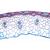 Angiospermae IV. Kök Hücreler, İngilizce (20'li), 1003977 [W13048], Mikroskop Kaydırıcılar LIEDER (Small)