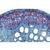 Angiospermae IV. Stems - English Slides, 1003977 [W13048], 현미경 슬라이드 LIEDER (Small)