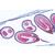 Микропрепараты «Покрытосеменные VII. Плоды и семена», на английскийском языке, 1003980 [W13051], Микроскопы Слайды LIEDER (Small)