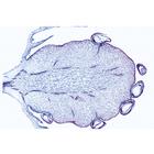 Angiospermae VII. Fruits and Seeds - English Slides, 1003980 [W13051], 영어 (Small)