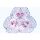 Plant cell - English Slides, 1003982 [W13053], English (Small)