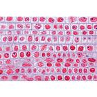 Plant cell - English Slides, 1003982 [W13053], English (Small)