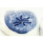 Set of Genetic Slides - English Slides, 1003983 [W13054], 영어 (Small)