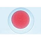 La Embriolog&iacute;a del Erizo de Mar (Psammechinus miliaris) - ingl&eacute;s, 1003984 [W13055], Ingl&eacute;s (Small)