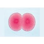 Sea urchin embryology (Psammechinus miliaris) - English Slides, 1003984 [W13055], 영어 (Small)