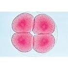 Sea urchin embryology (Psammechinus miliaris) - English Slides, 1003984 [W13055], 영어 (Small)