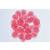 Embryologie de l’oursin de mer (Psammechinus miliaris) - Anglais, 1003984 [W13055], Lames microscopiques Anglais (Small)